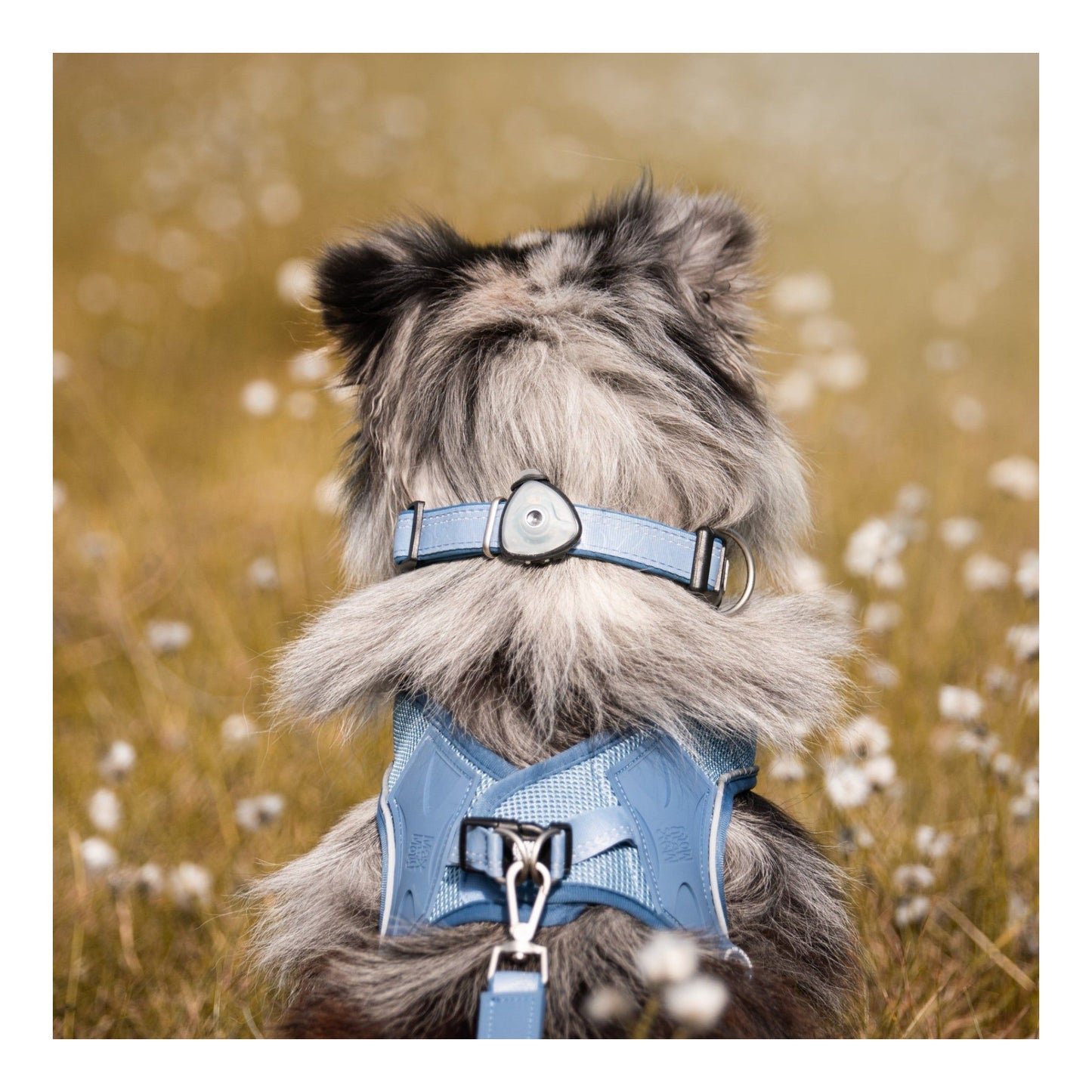 Soundshield - 24/7 Ultrasonic Technology Against Ticks & Fleas