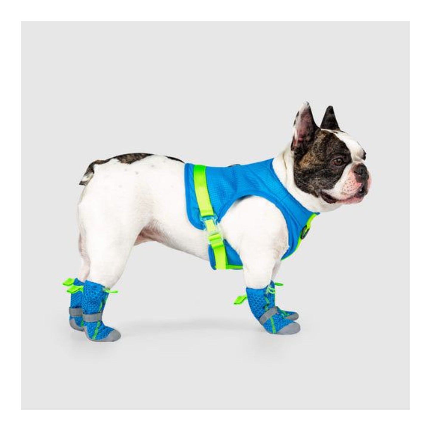 Hot Pavement Dog Boots