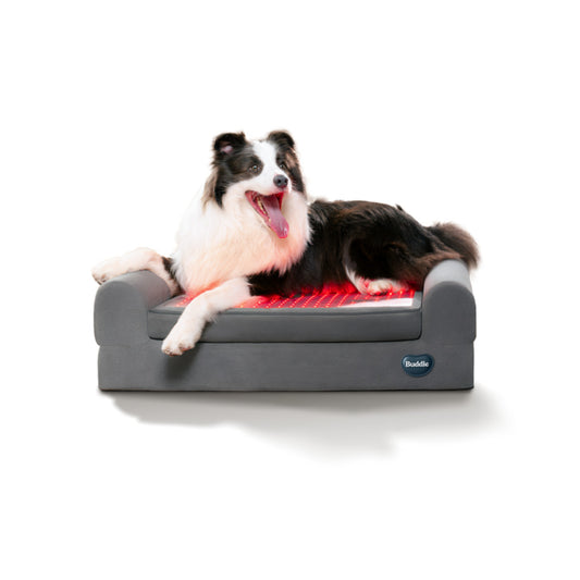 Dog lying on a Beddie Therapy Bed