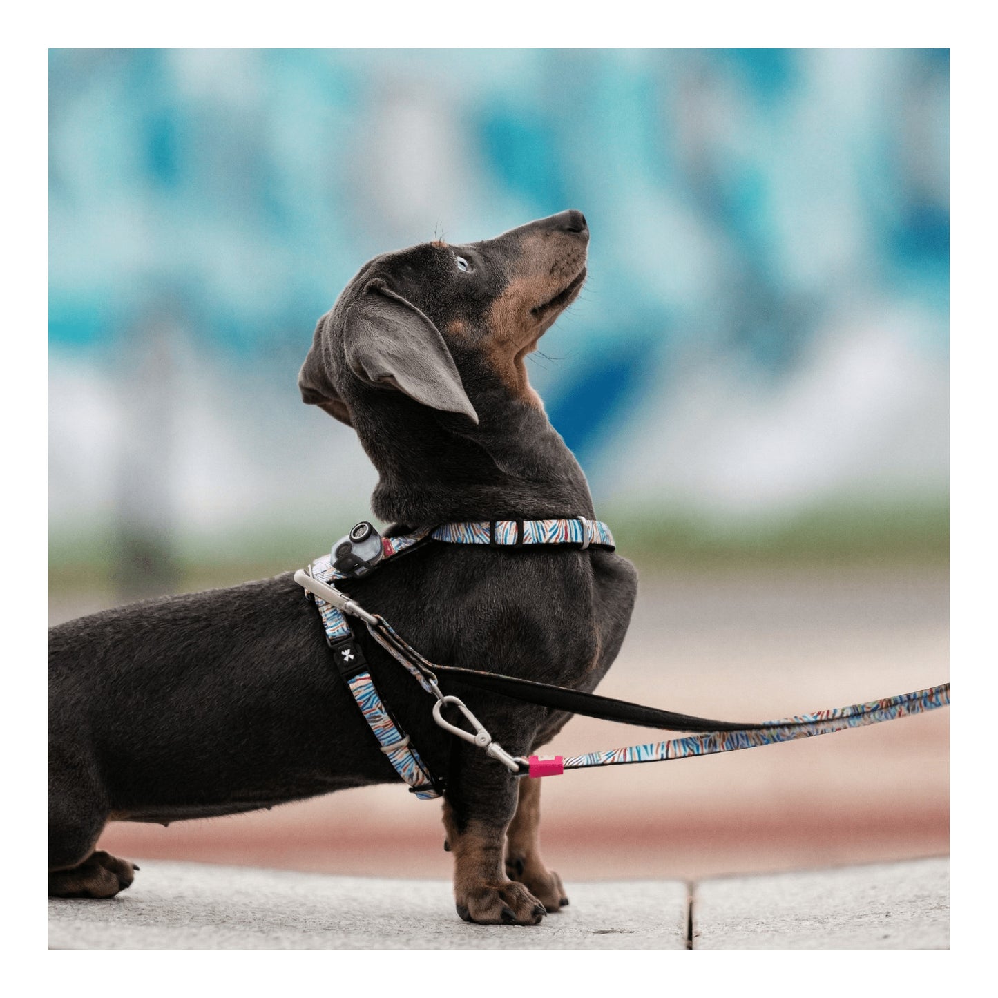 Soundshield MINI - 24/7 Ultrasonic Technology Against Ticks & Fleas