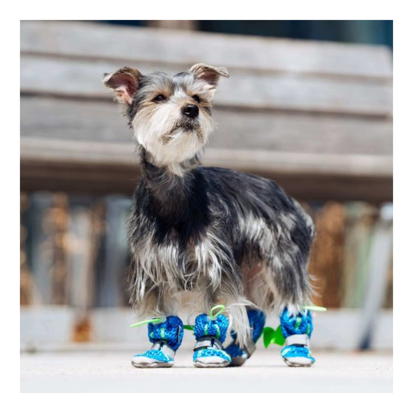 Hot Pavement Dog Boots